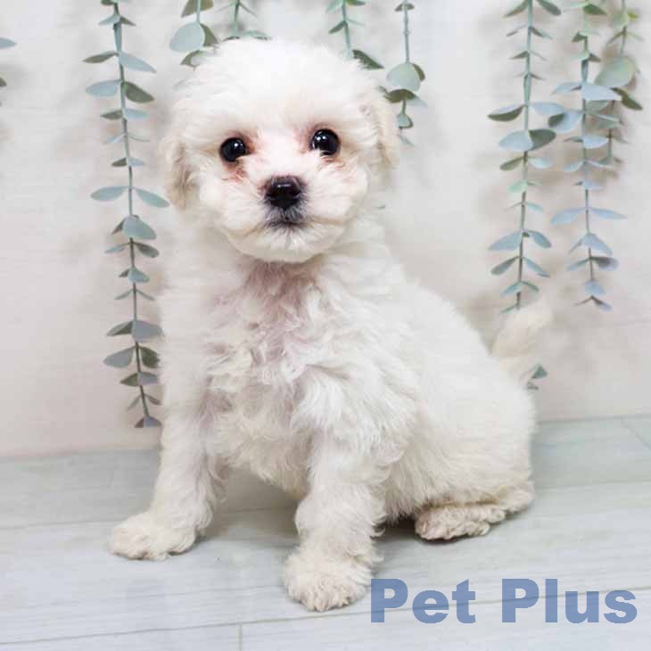 ビション・フリーゼの写真2