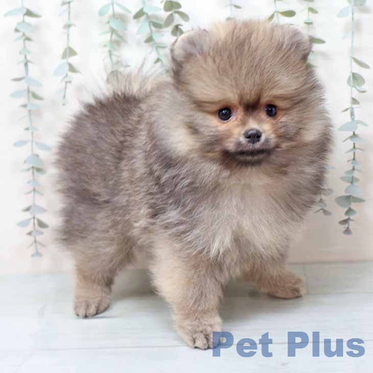 ポメラニアンの写真2