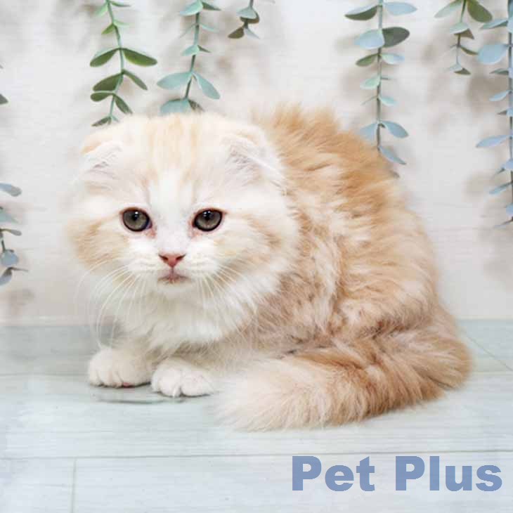 スコティッシュフォールドの写真2