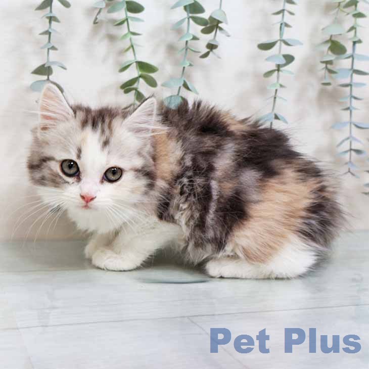 スコティッシュフォールドの写真2