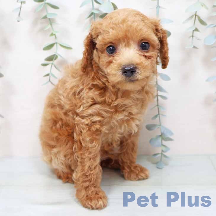 トイ・プードル