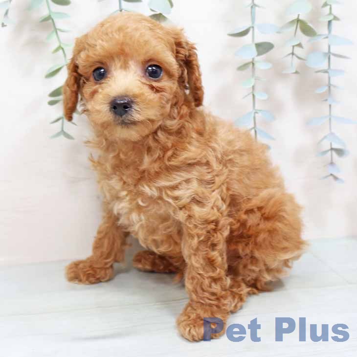 トイ・プードルの写真2