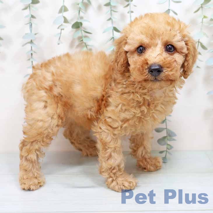 トイ・プードル