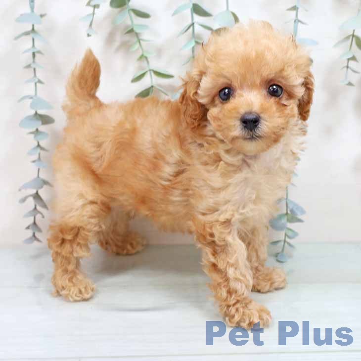 トイ・プードル