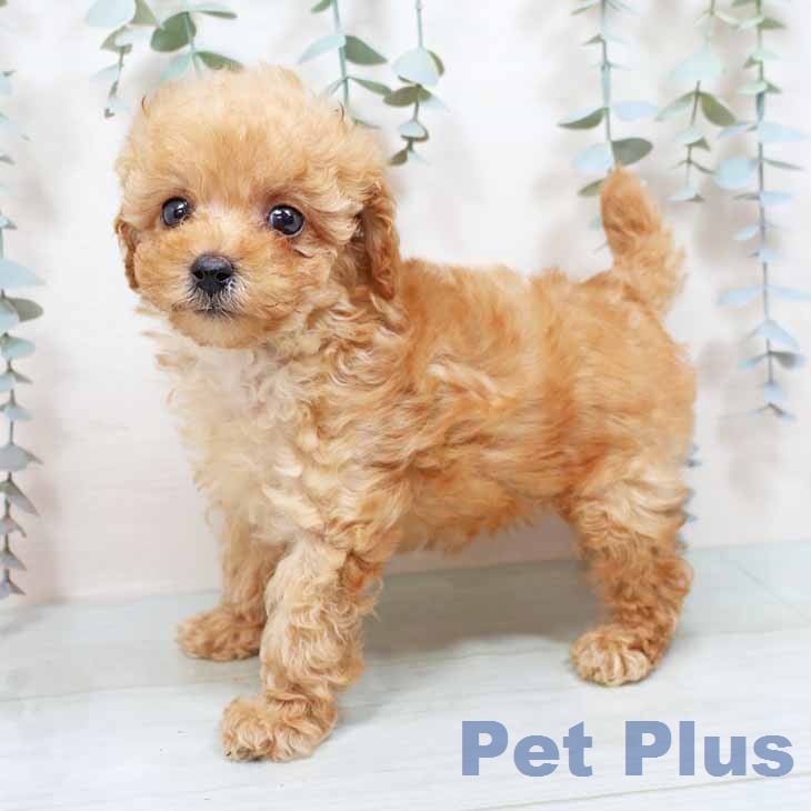 トイ・プードルの写真2