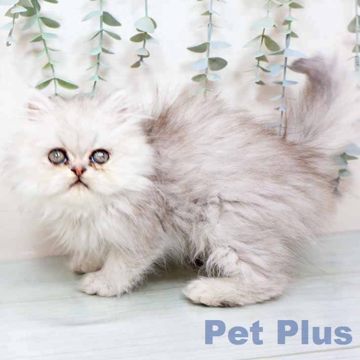 エキゾチックの写真2