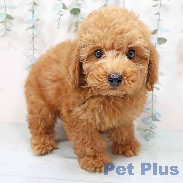 トイ・プードル