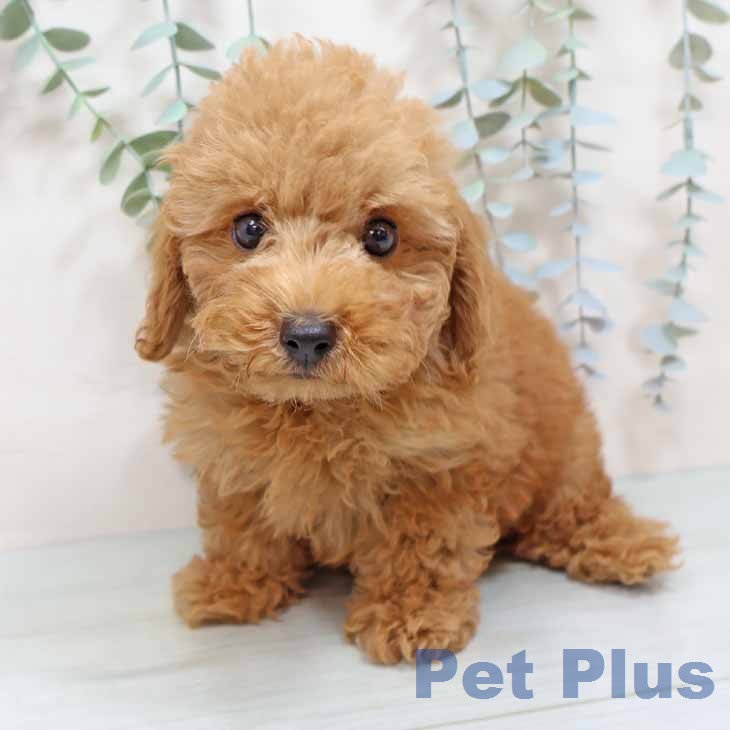 トイ・プードルの写真2