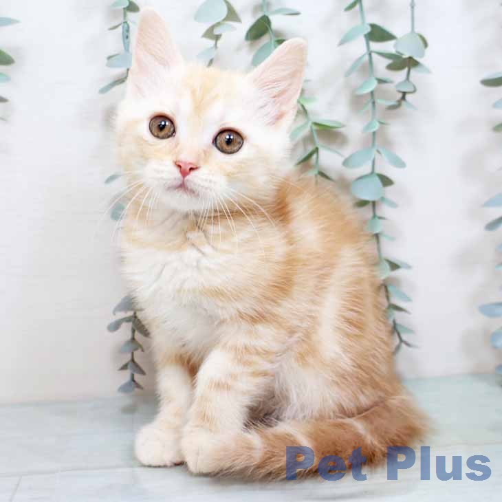 スコティッシュフォールド