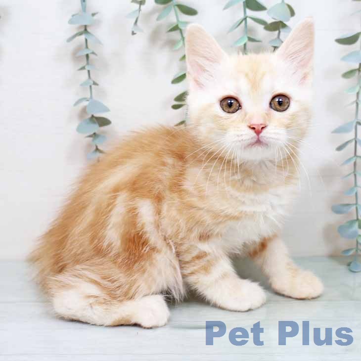 スコティッシュフォールド