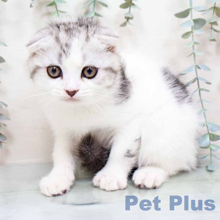 スコティッシュフォールドの写真2