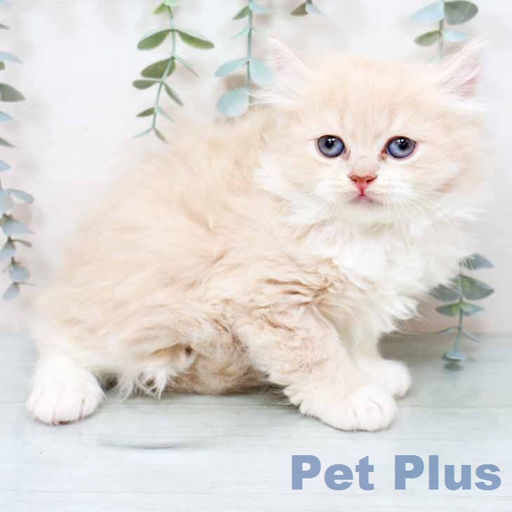 スコティッシュフォールド