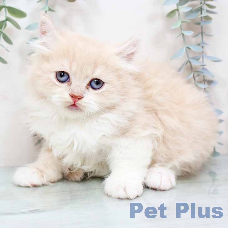 スコティッシュフォールドの写真2