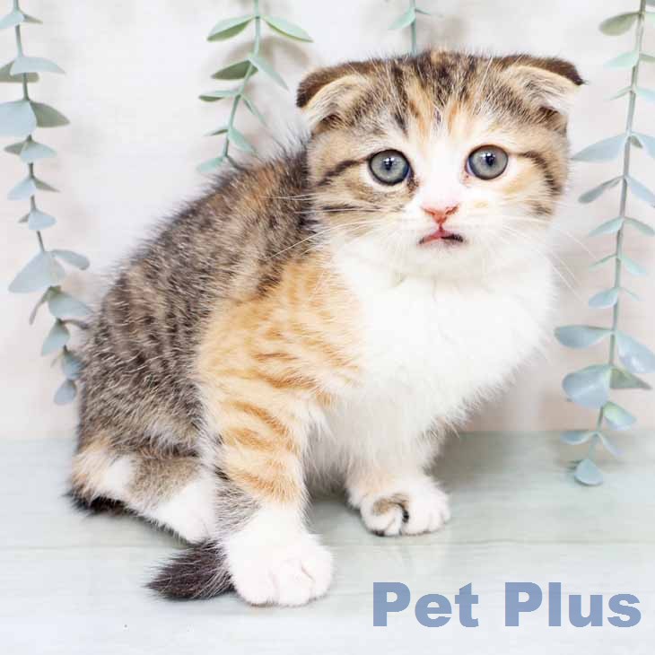 スコティッシュフォールド