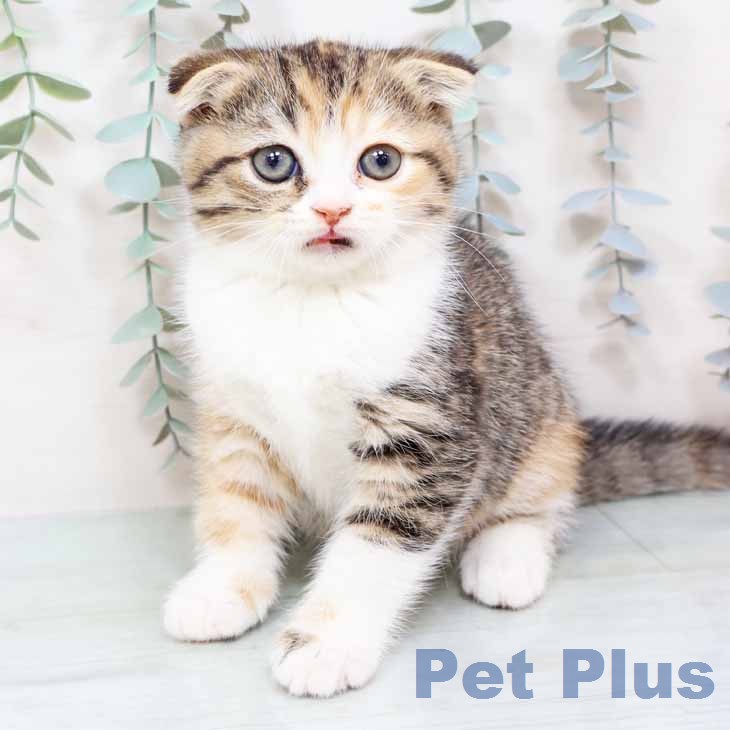 スコティッシュフォールド