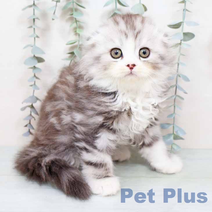 スコティッシュフォールド