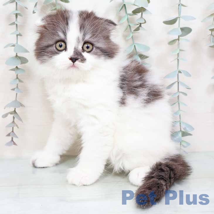 スコティッシュフォールド