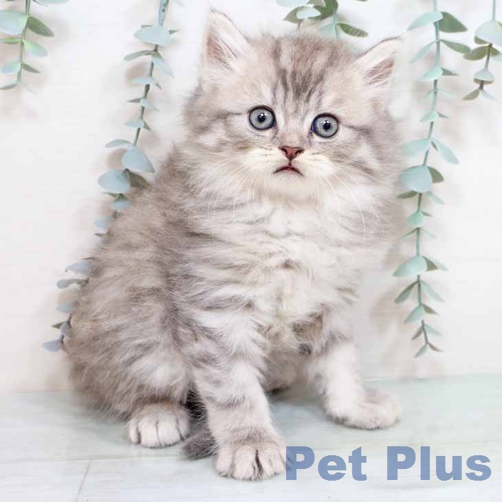 スコティッシュフォールド