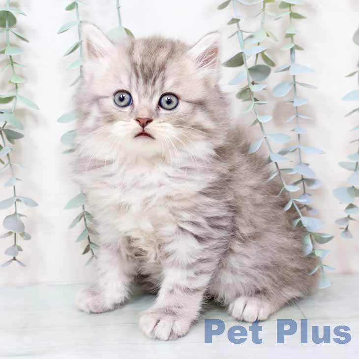 スコティッシュフォールドの写真2