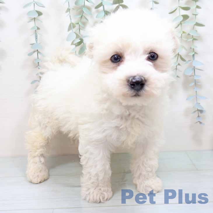 ビション・フリーゼの写真1