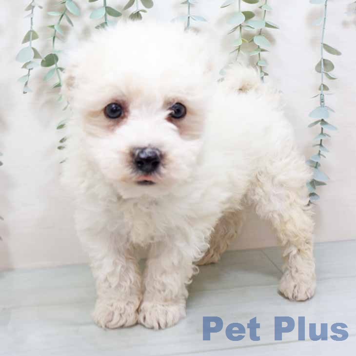 ビション・フリーゼの写真2