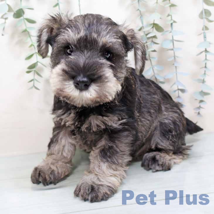 ミニチュア・シュナウザー