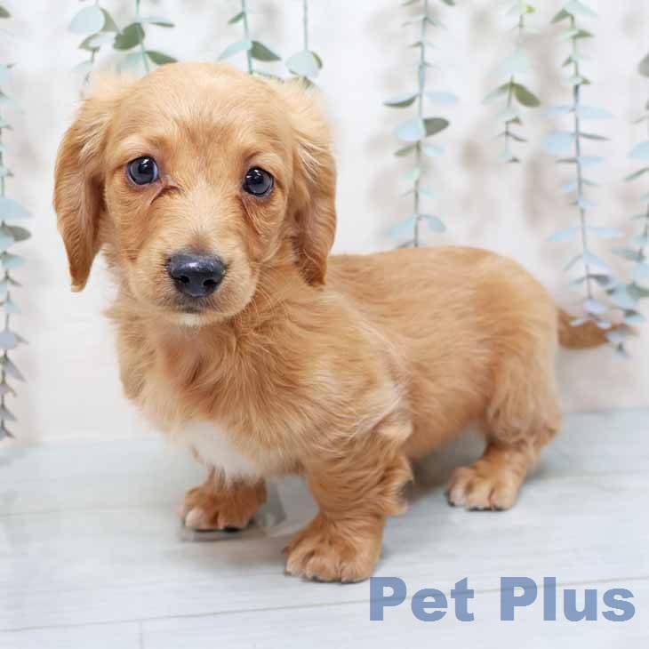 ミニチュア・ダックスフンド