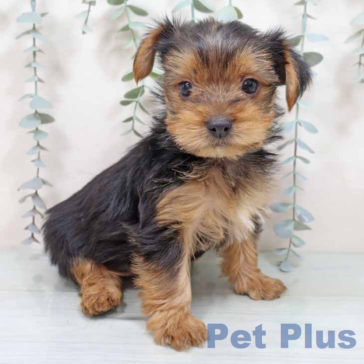 ヨークシャー・テリア