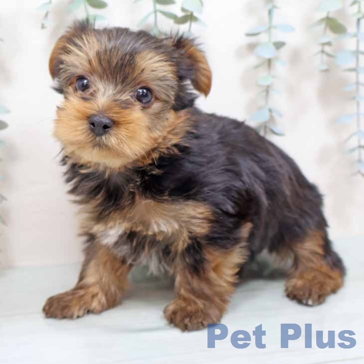 ヨークシャー・テリアの写真2