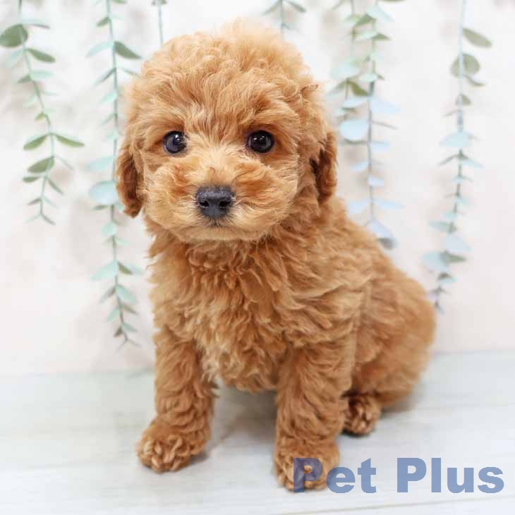 トイ・プードルの写真2