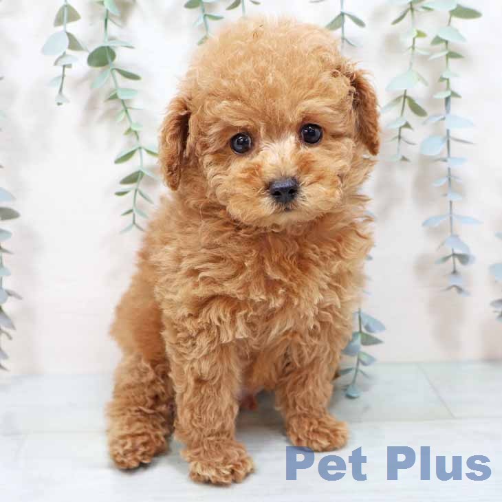 トイ・プードル