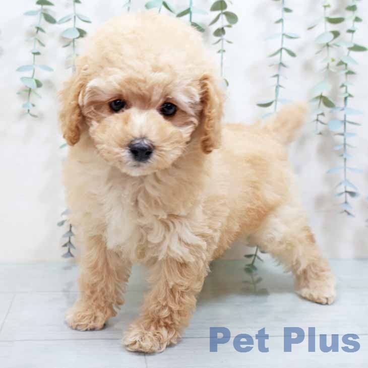 トイ・プードル