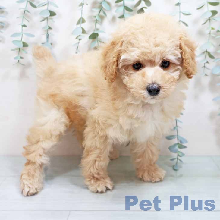 トイ・プードル