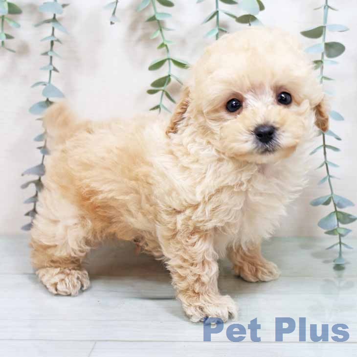 トイ・プードル