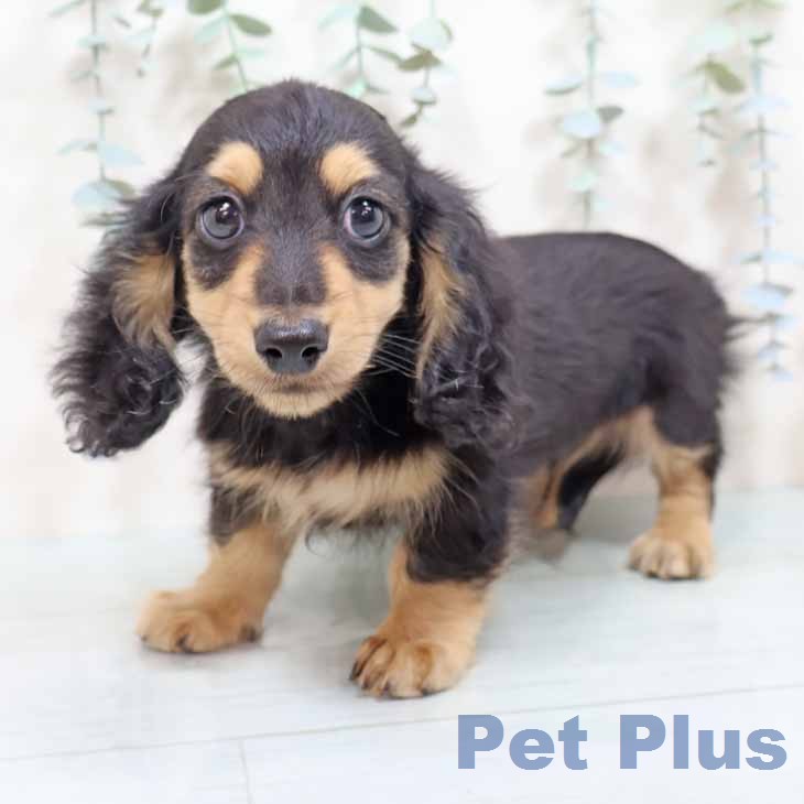 カニーンヘン・ダックスフンドの写真2