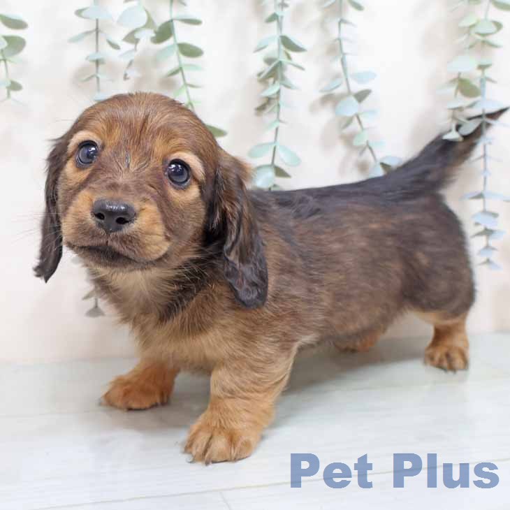 ミニチュア・ダックスフンド