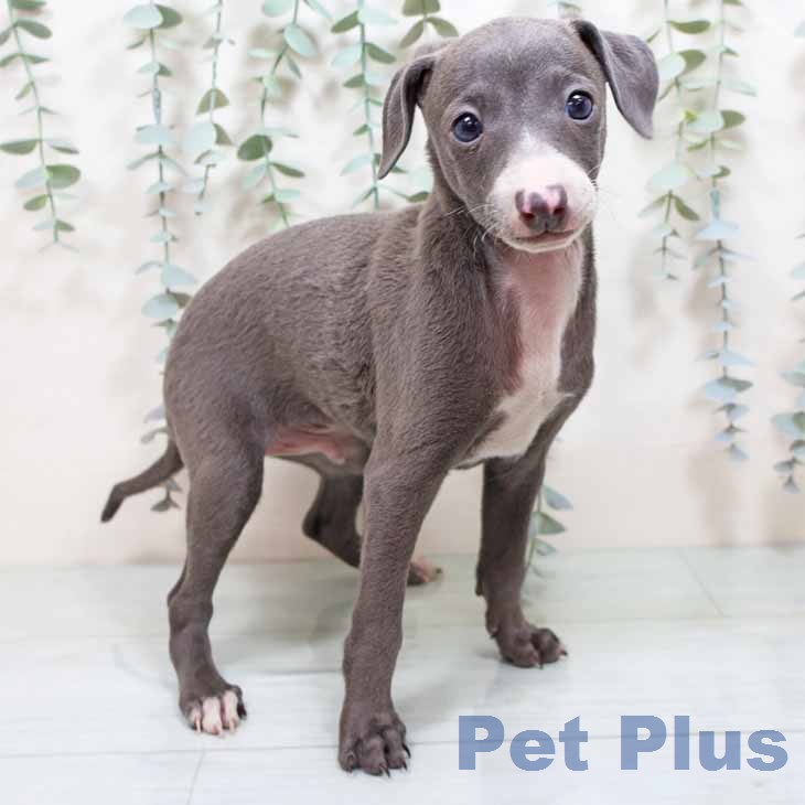 イタリアン・グレーハウンド