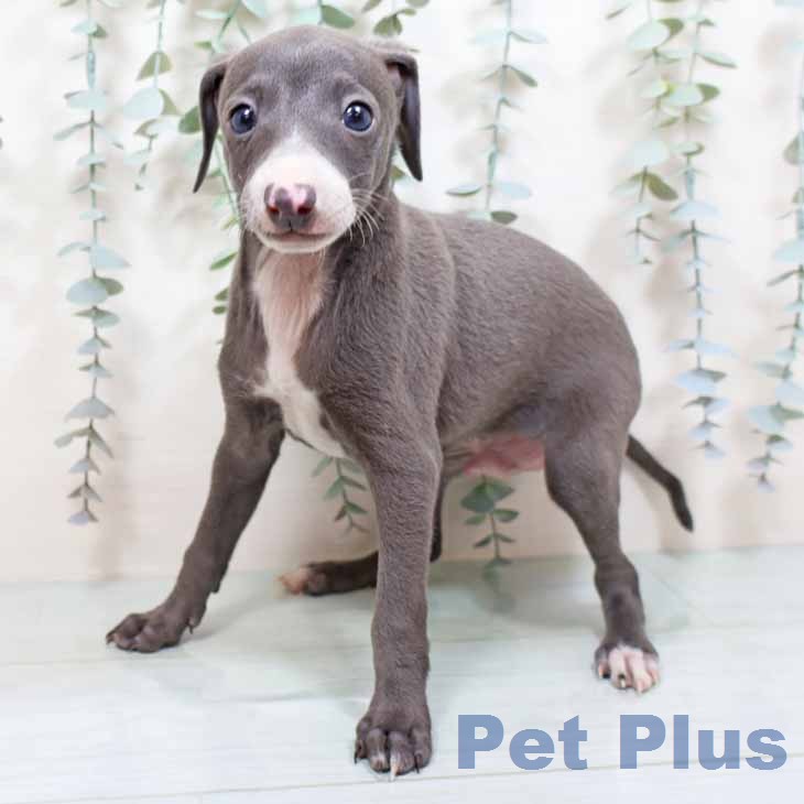 イタリアン・グレーハウンド