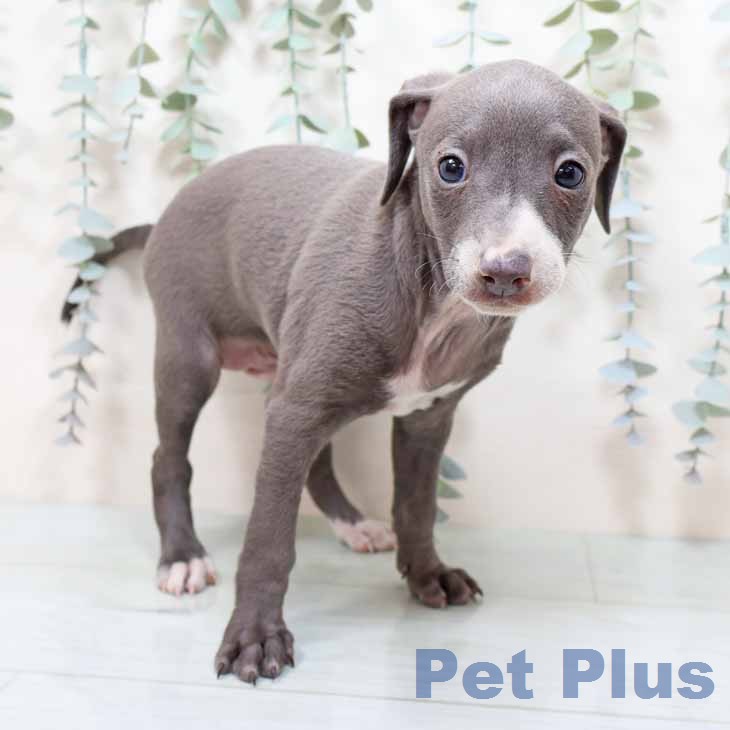 イタリアン・グレーハウンドの写真2