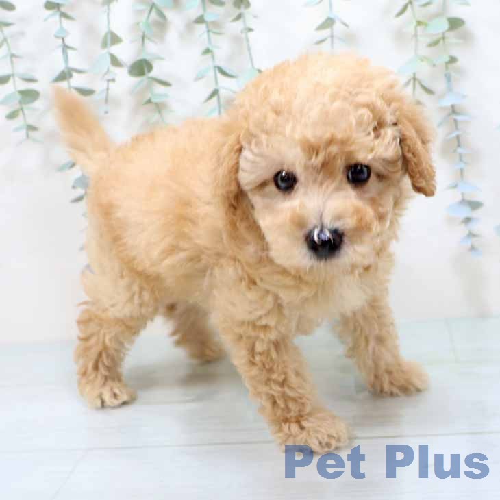 トイ・プードル