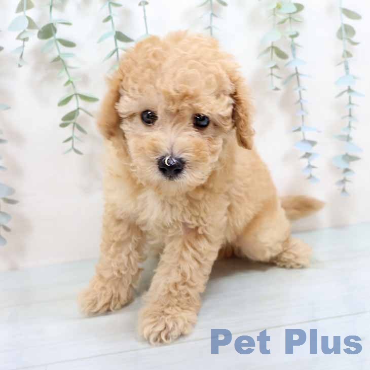 トイ・プードルの写真2