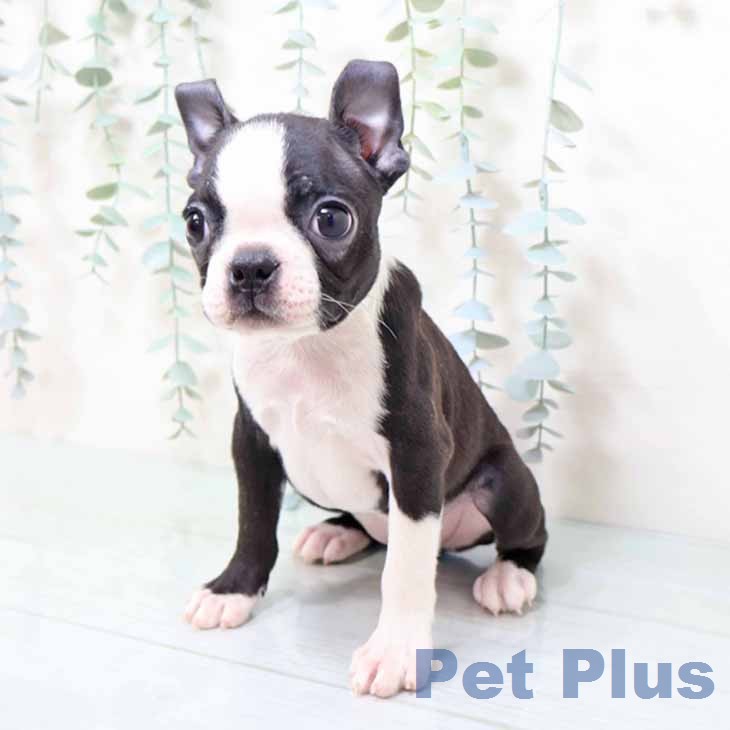 ボストン・テリア