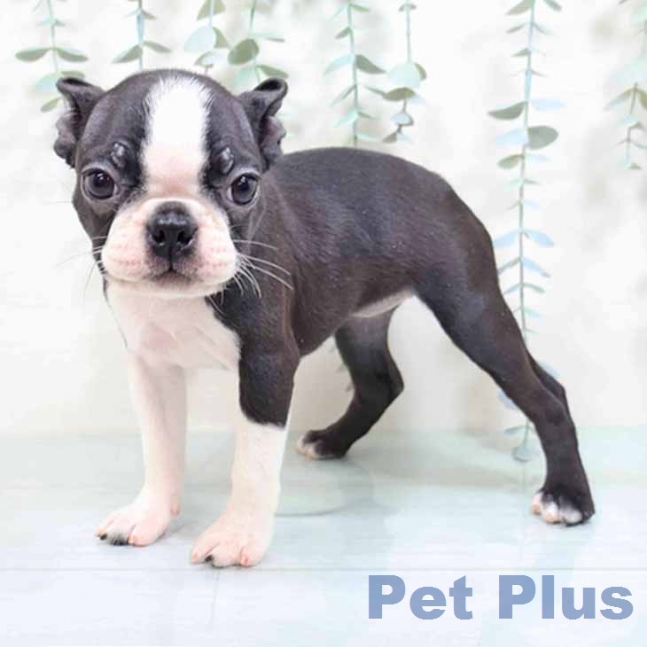 ボストン・テリア