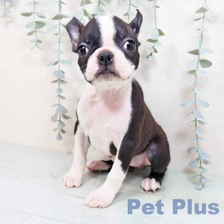 ボストン・テリア