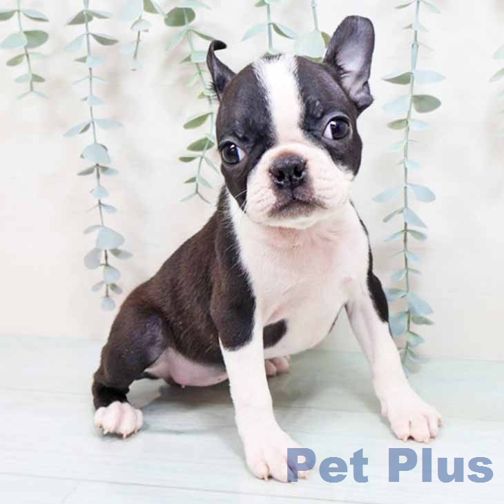 ボストン・テリア