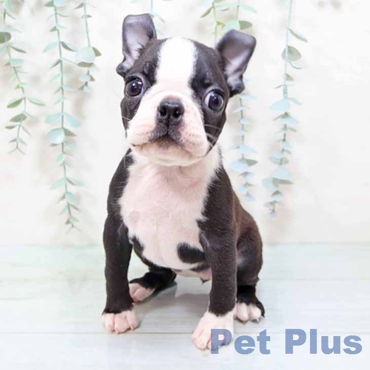 ボストン・テリア