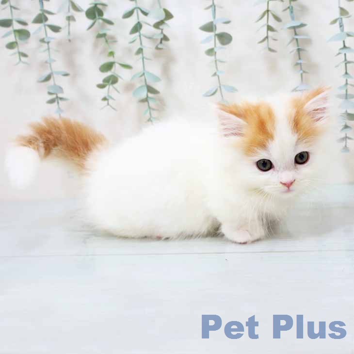 マンチカンの写真2