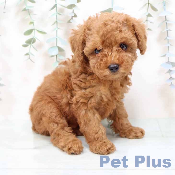 トイ・プードル