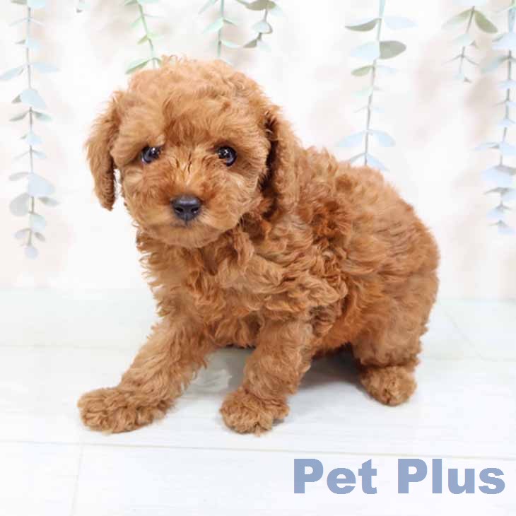 トイ・プードル