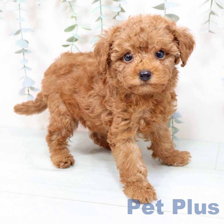 トイ・プードル